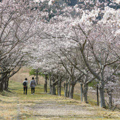 土山の桜
